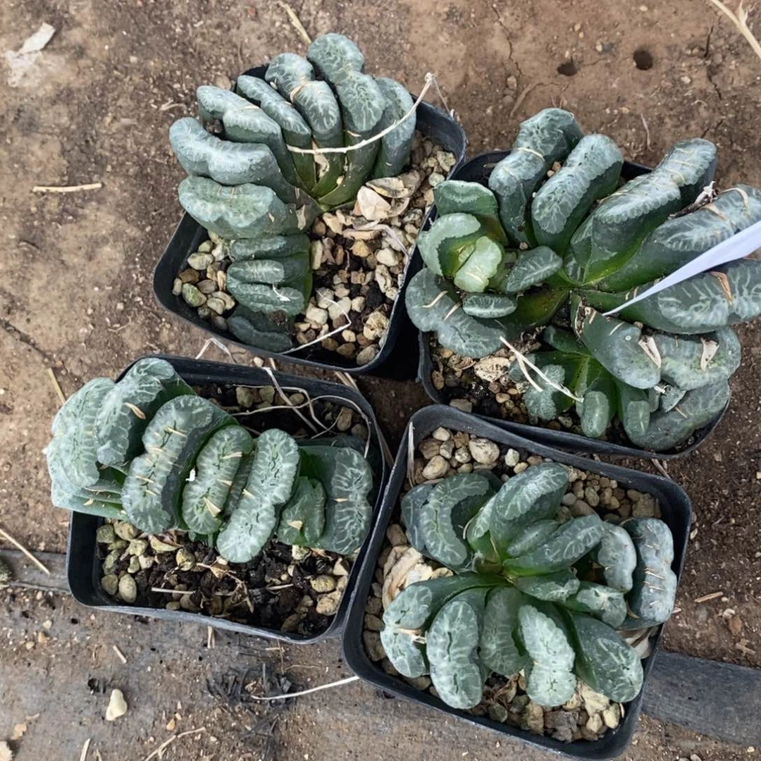 2503 一颗大玉扇 整点福利