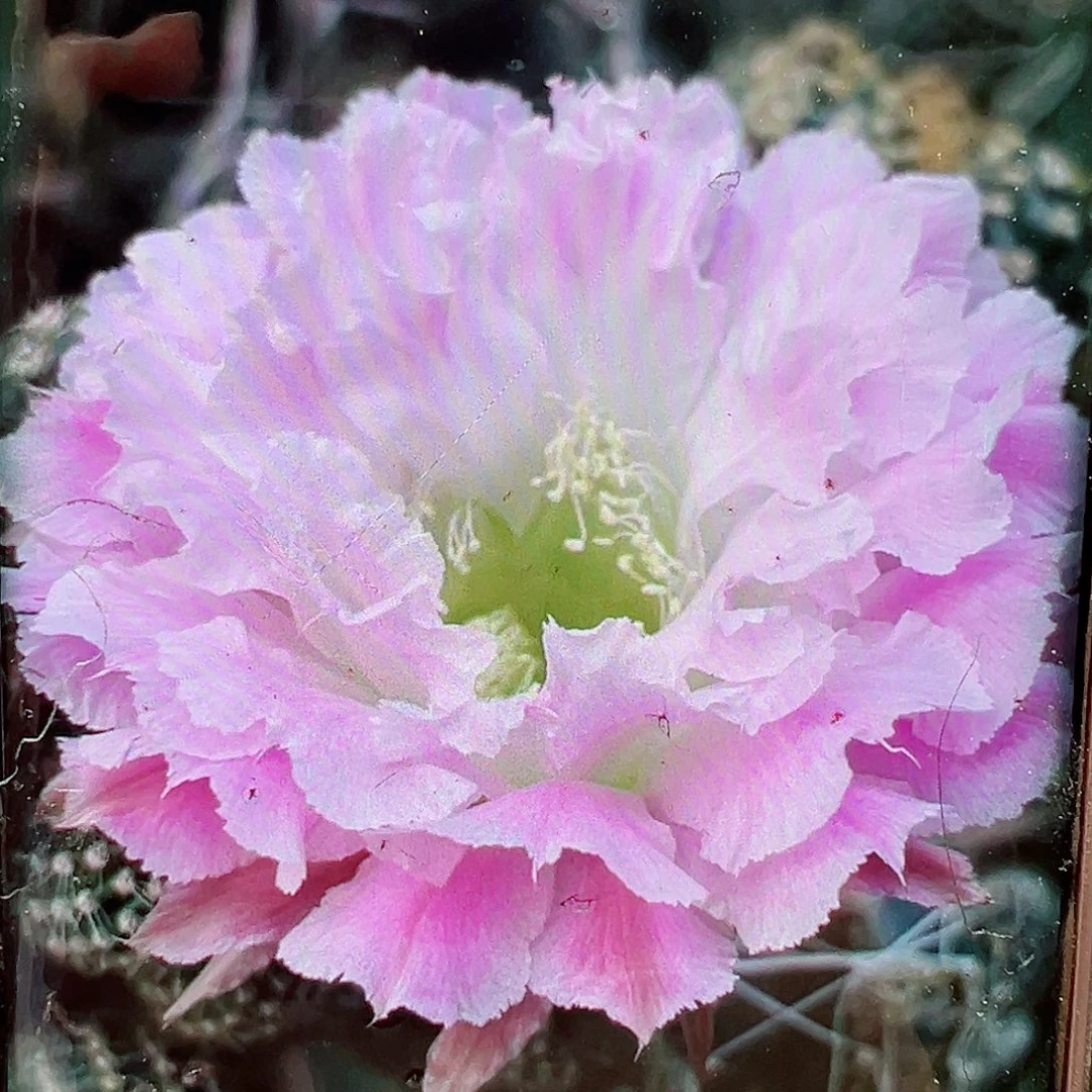 彩草风雅侧芽 20 包邮