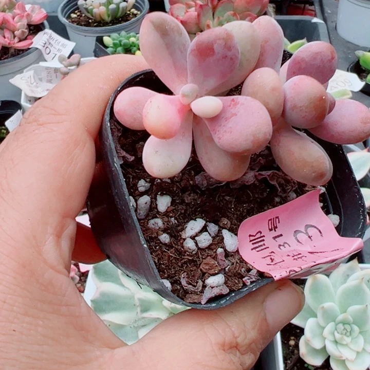 桃蛋锦多肉植物273