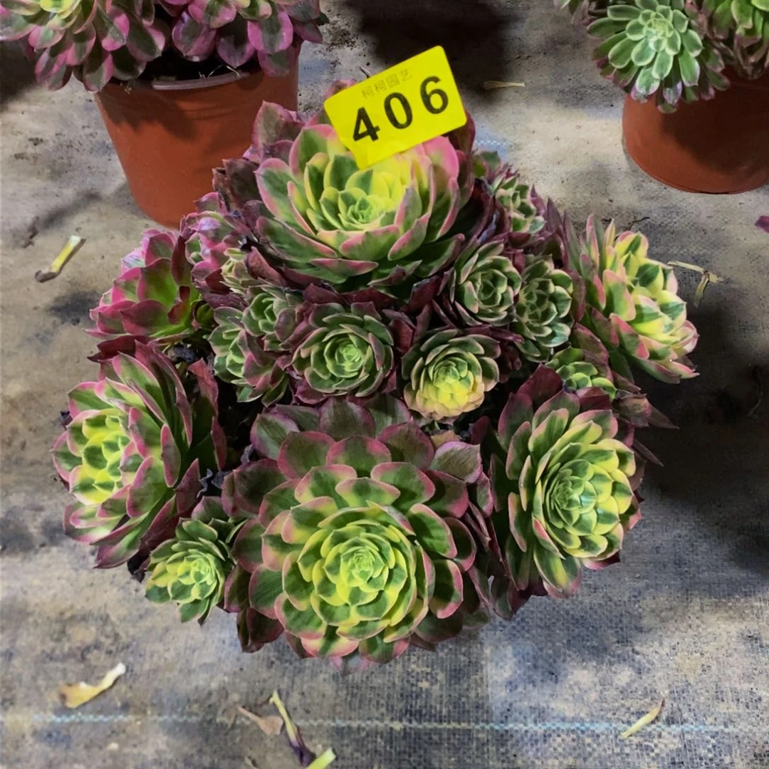 G*鸣多肉000406海王