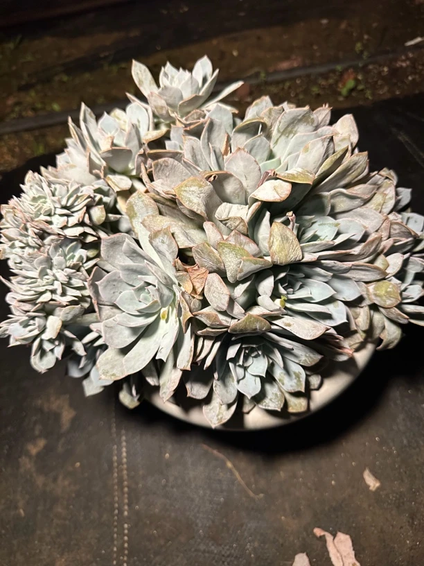 程成多肉植物白茶朵朵缀