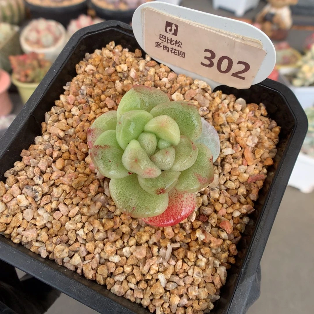 302 冰玉石化新年快乐