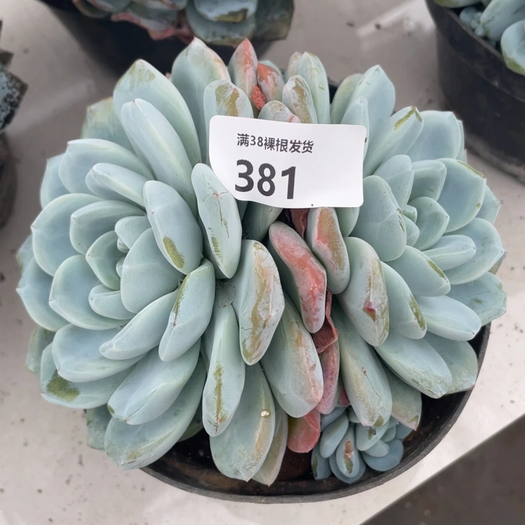 381冰玉双头多肉植物一物一拍