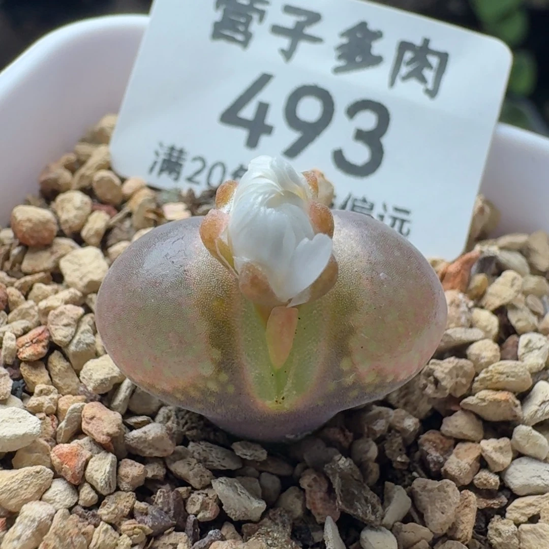 产地c10带盆土。