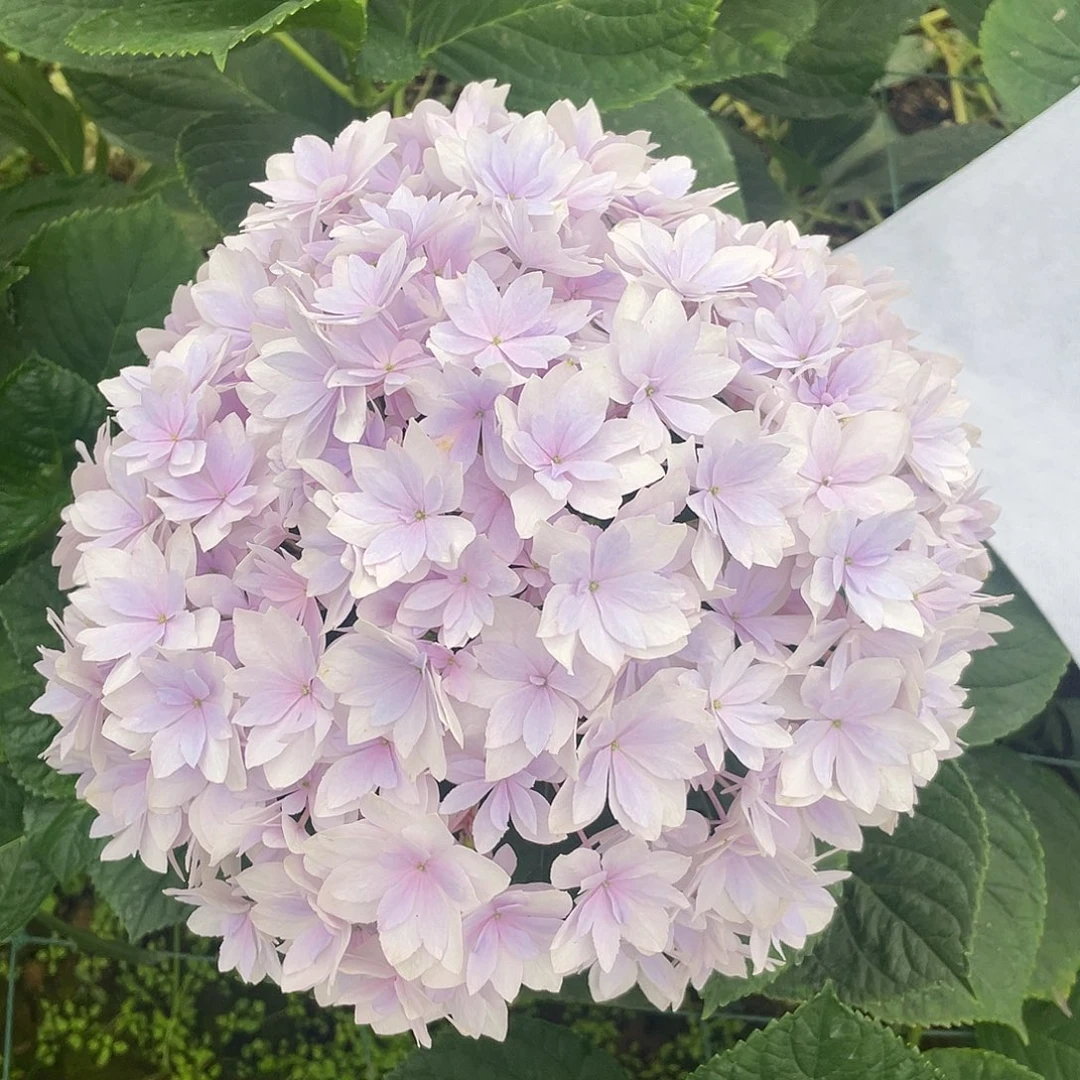 完全开放绣球切花一物一拍3枝起包邮，22