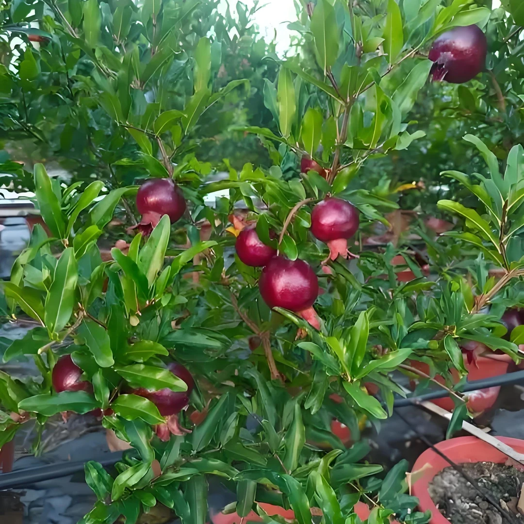 大果紫玉甜石榴树苗