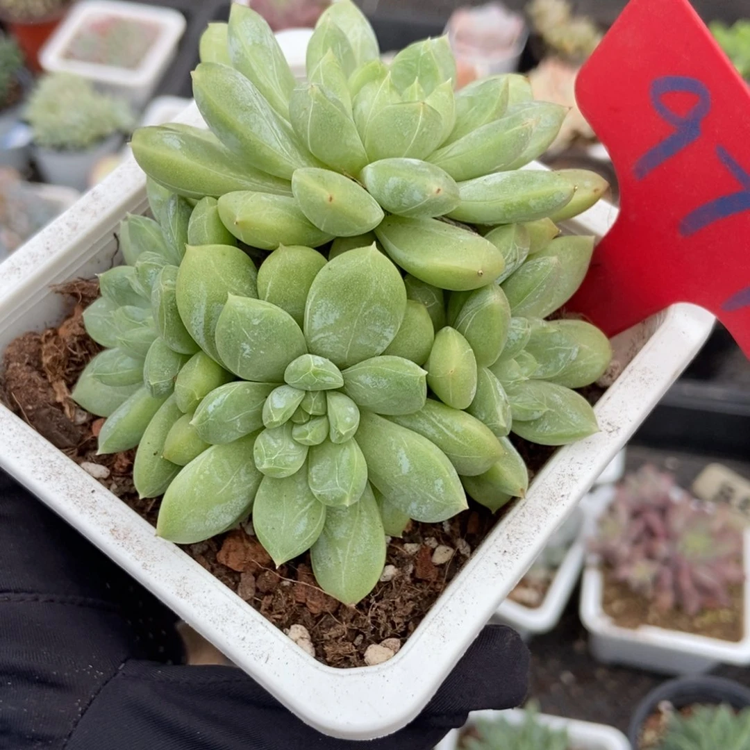 977百搭翡翠多肉植物