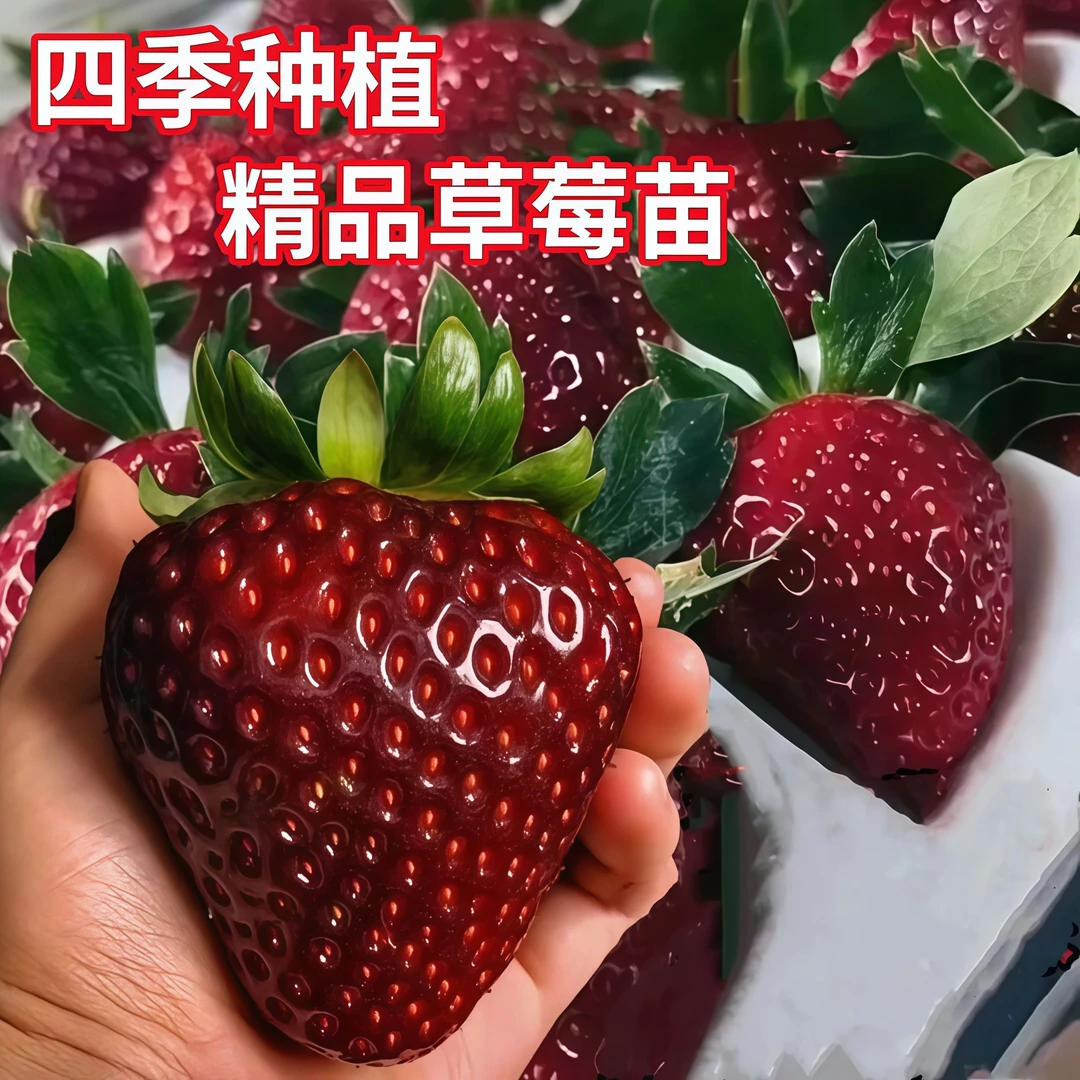 真红美玲新品黑珍珠草莓苗高产量紫霞玄玉草莓苗阳台盆栽地栽种植