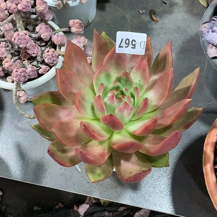 敏***姐567阿姆斯壮多肉植物