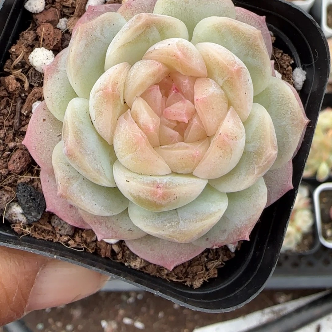 多肉小卡拉米糖心一物一拍