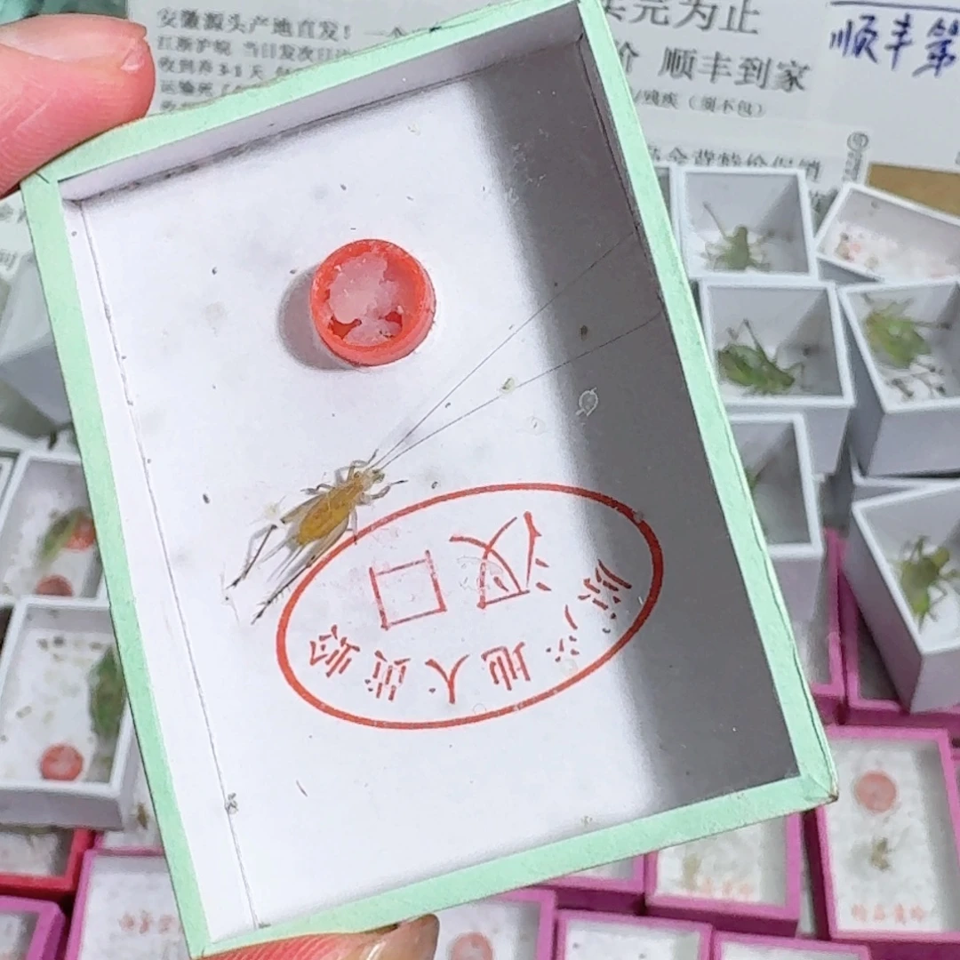 凌***鹰蟋蟀蝈蝈你的电话打的是
