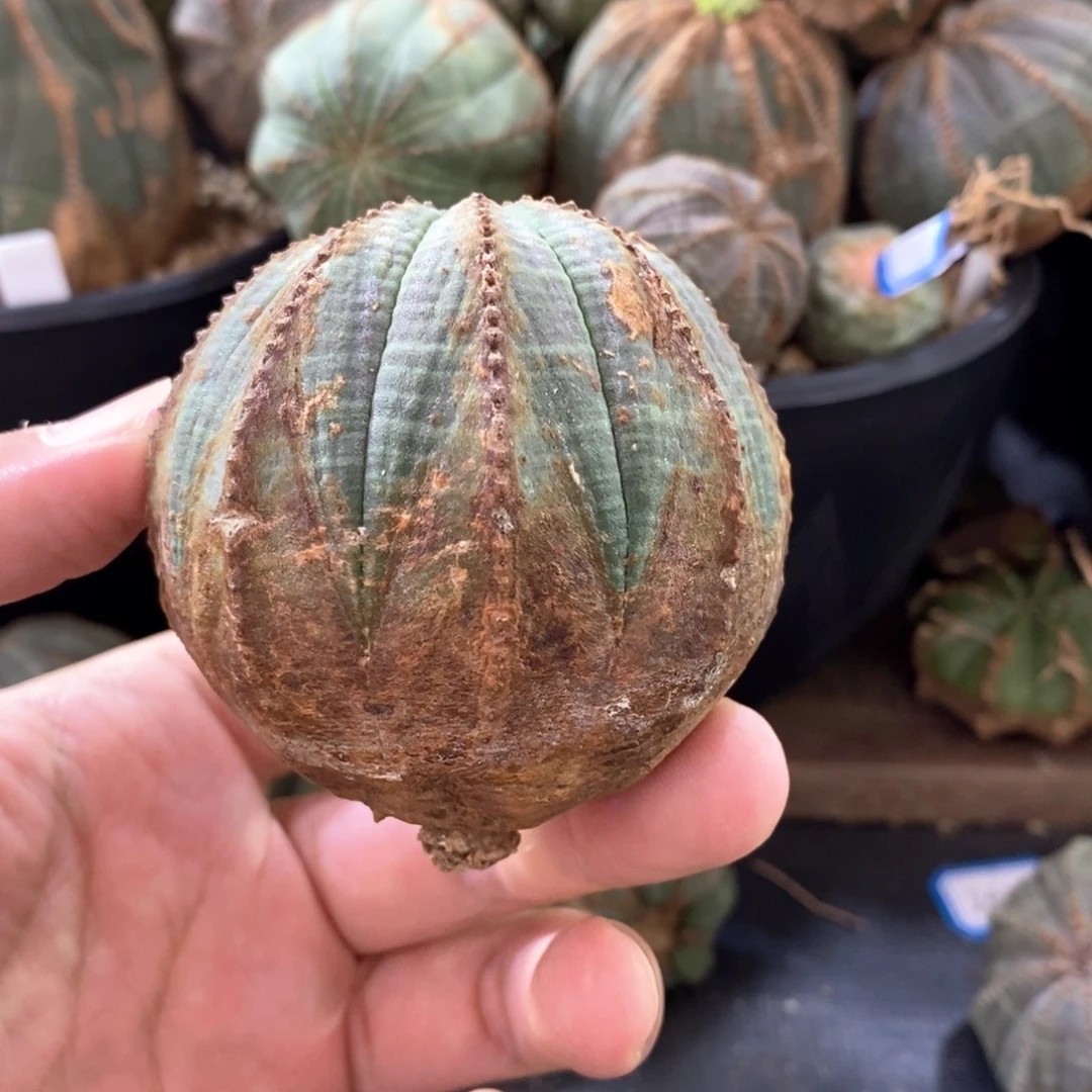 34原产地布纹球多肉植物