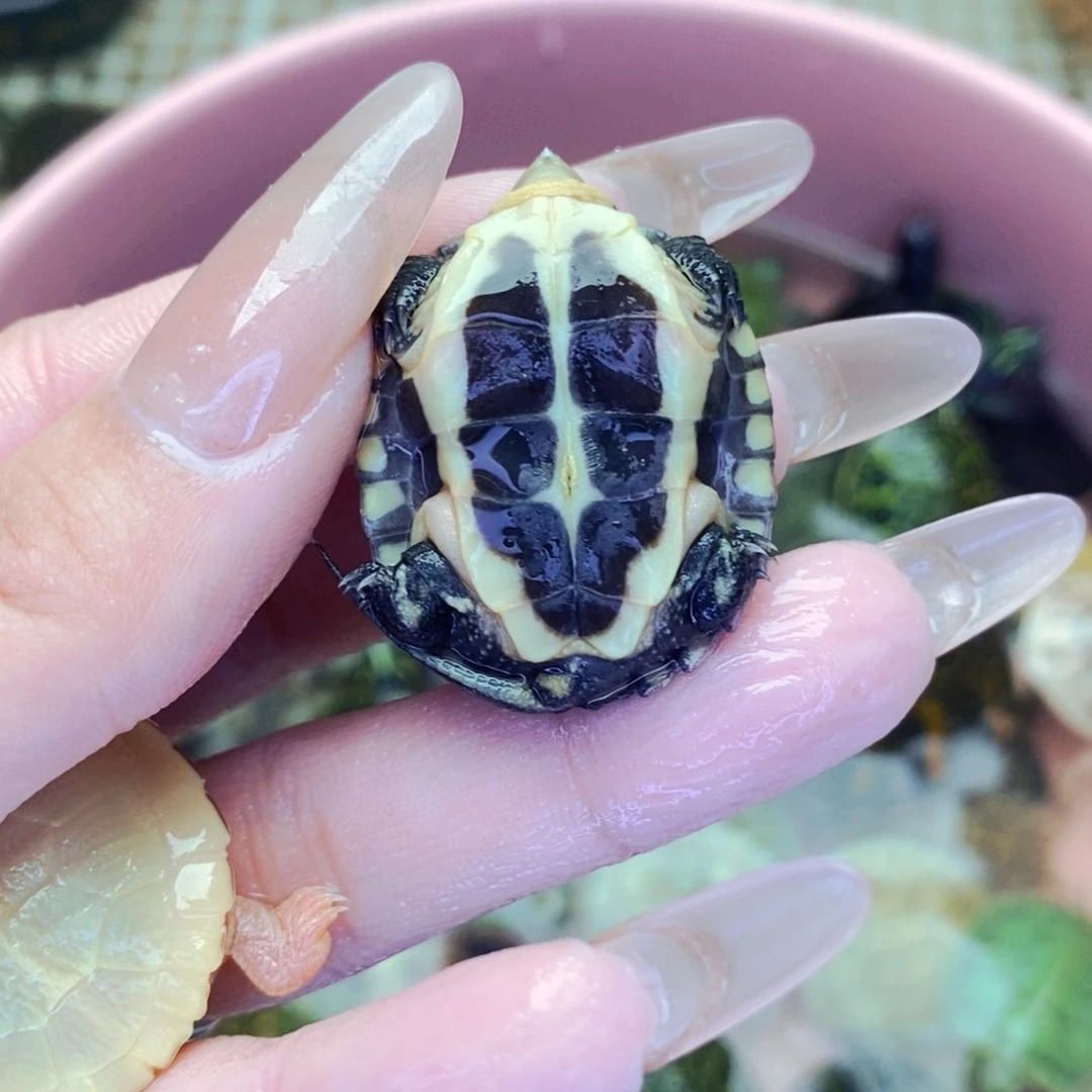 不分公母宠物龟月*小青苗