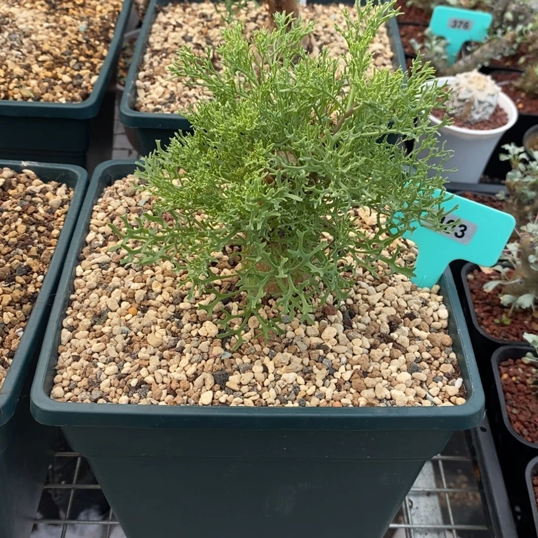 羽叶厚炖菊多肉植物