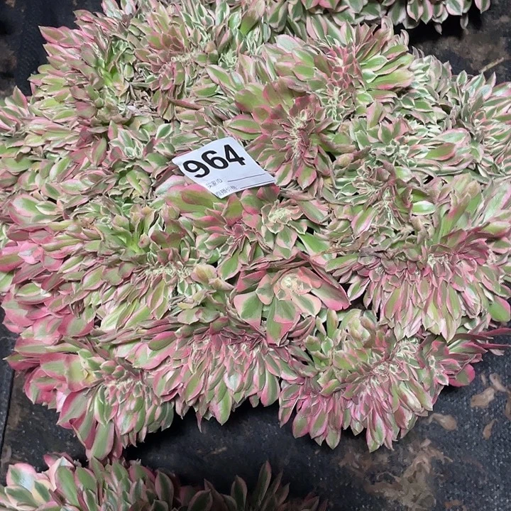 964女巫缀法师3-6