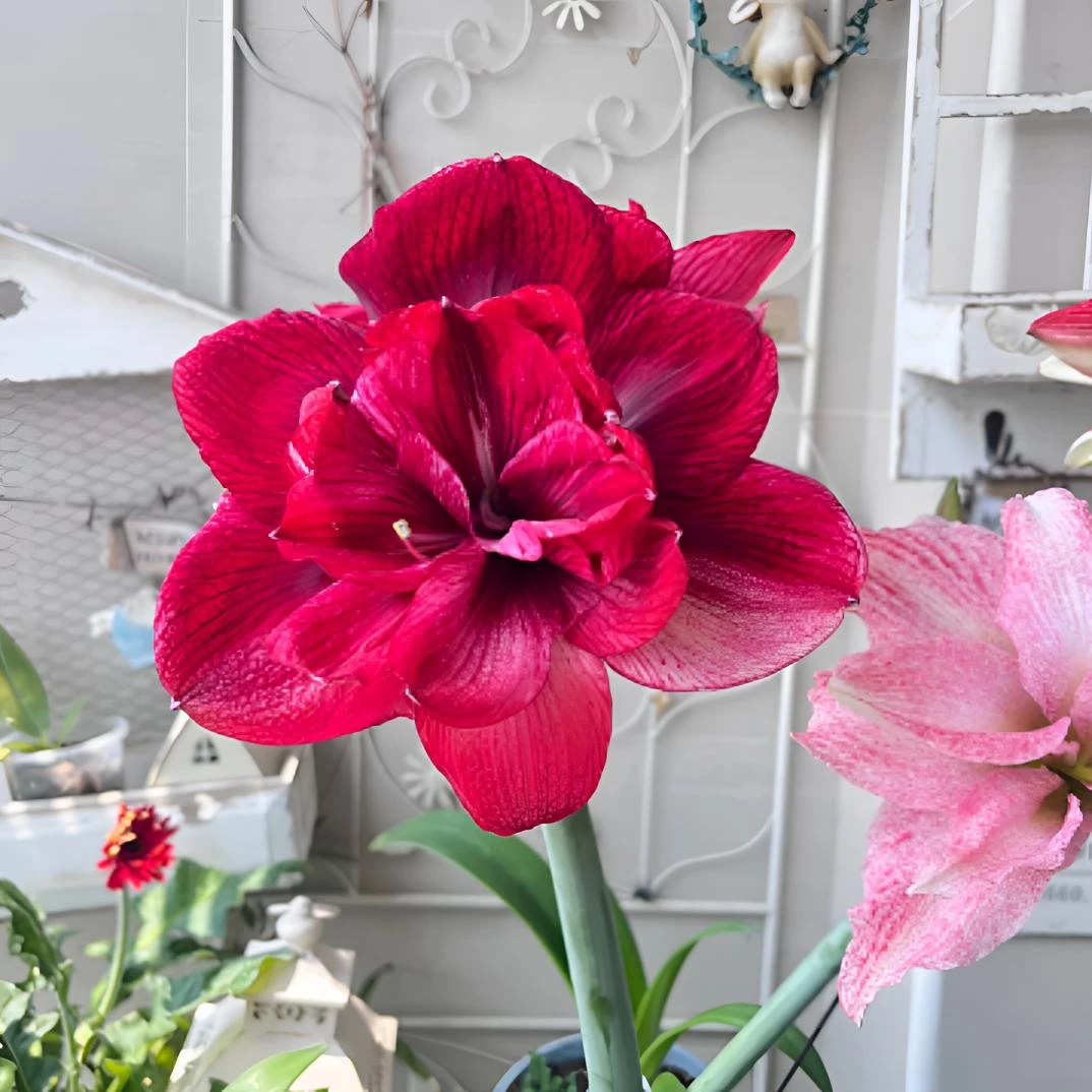 【笑脸】基地自然球