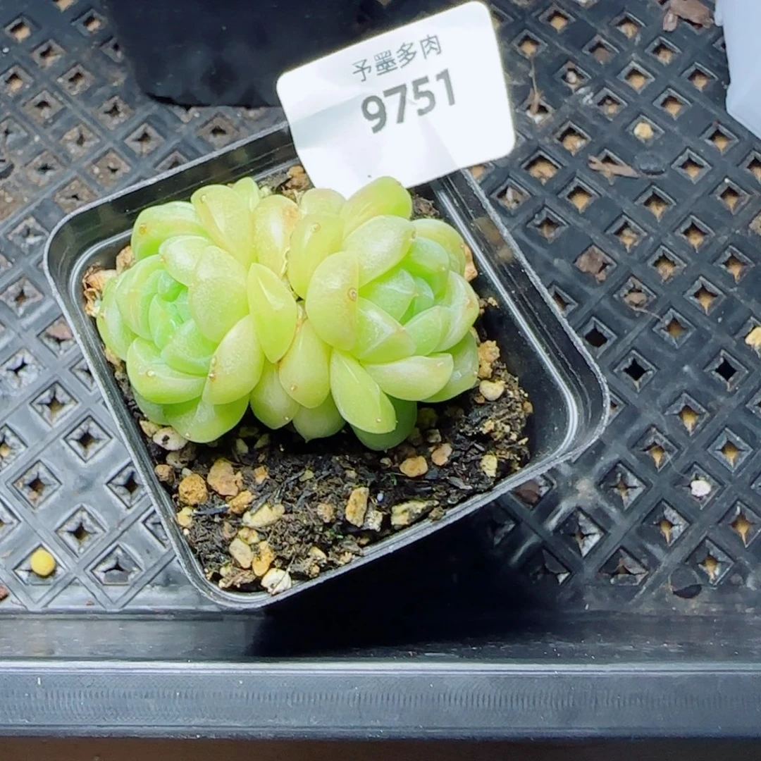 倾城珍妮，9751多肉植物