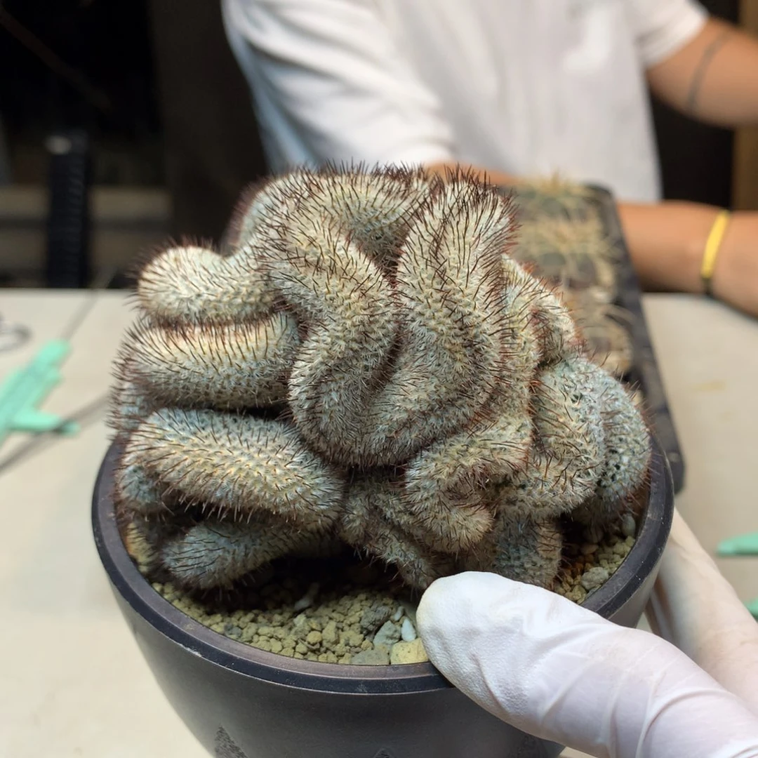 16号   自根 直刺裴蕾缀化