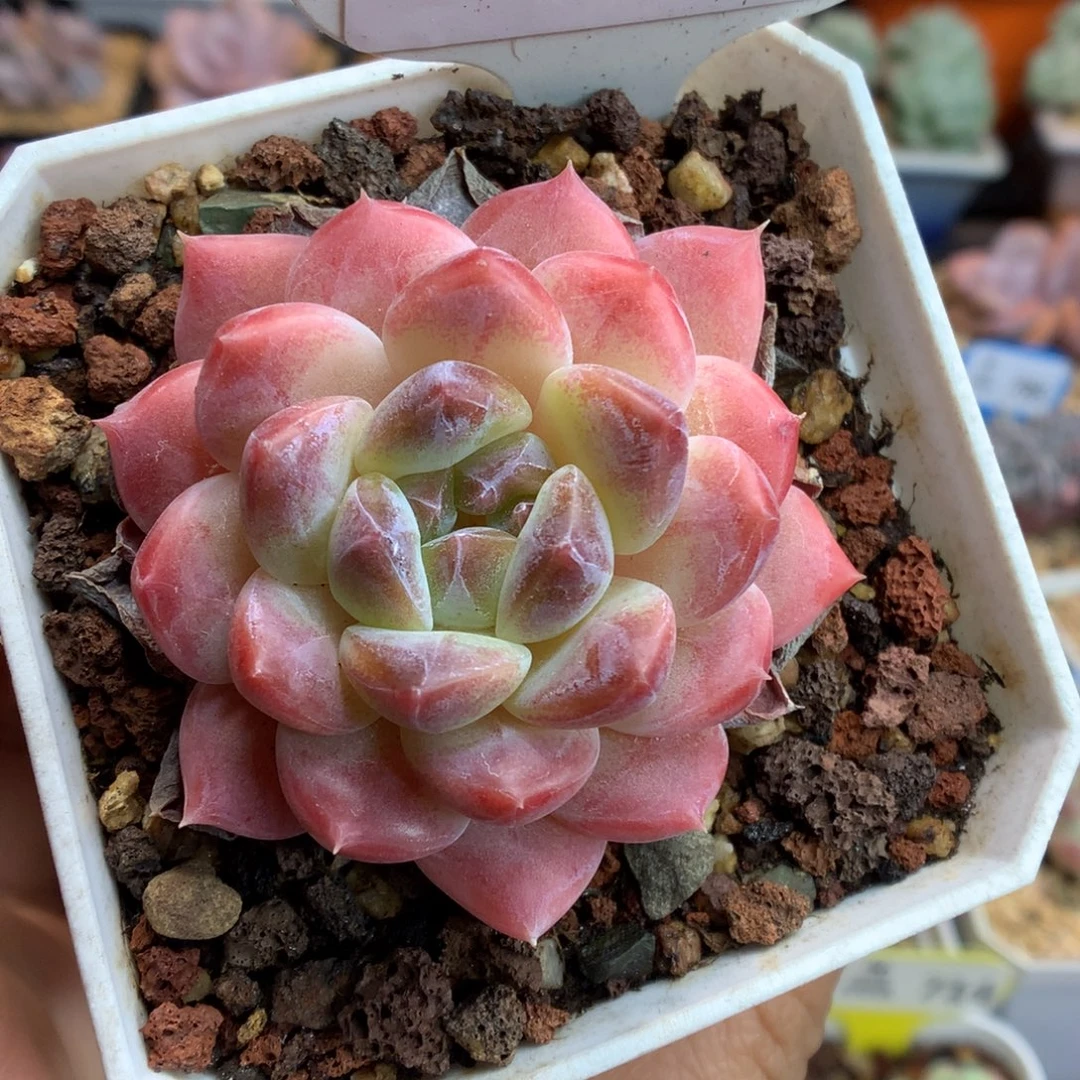 74冰魄多肉植物一物一拍