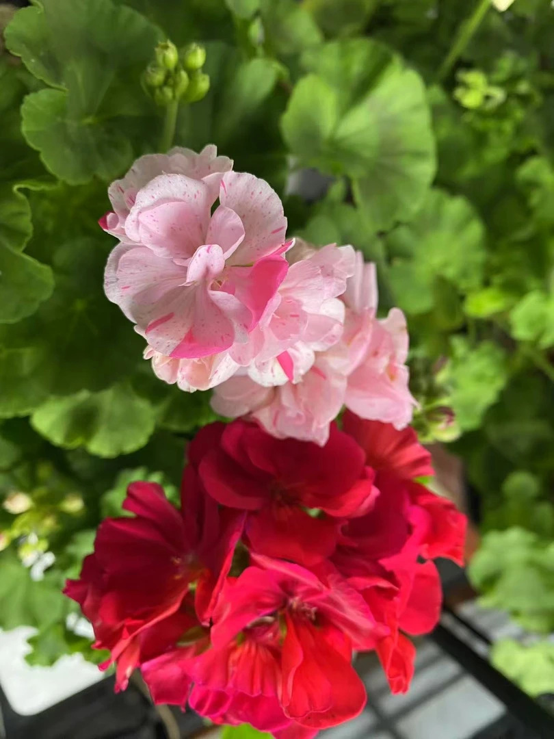 直立天竺葵(大花  花期长 带花苞发货)庭院阳台开花植物