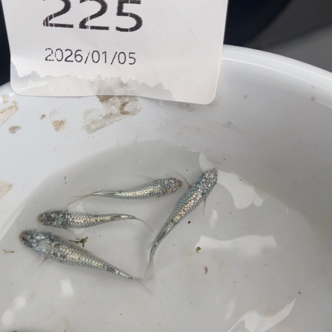 青鳉鱼225机械春五尾