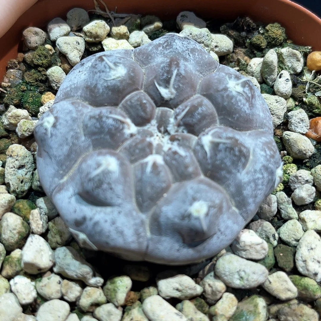 3.8cm实生控养白霜铅皮萝卜根