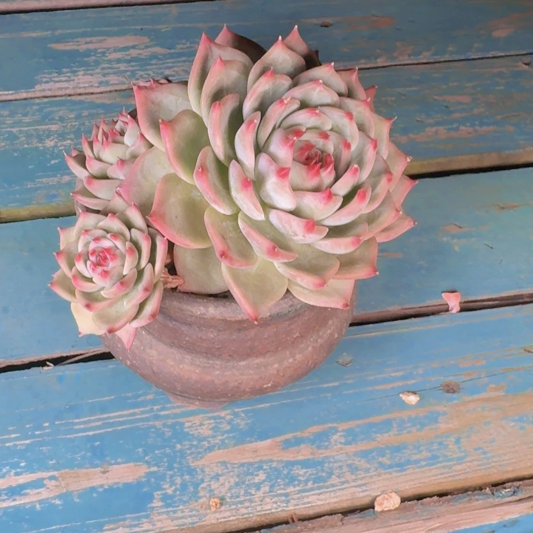 叶****多肉植物的生长发育和