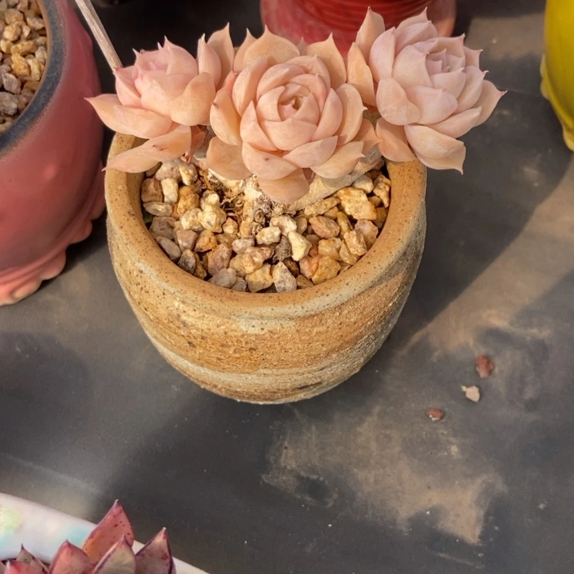 【闪购商品】昂带盆