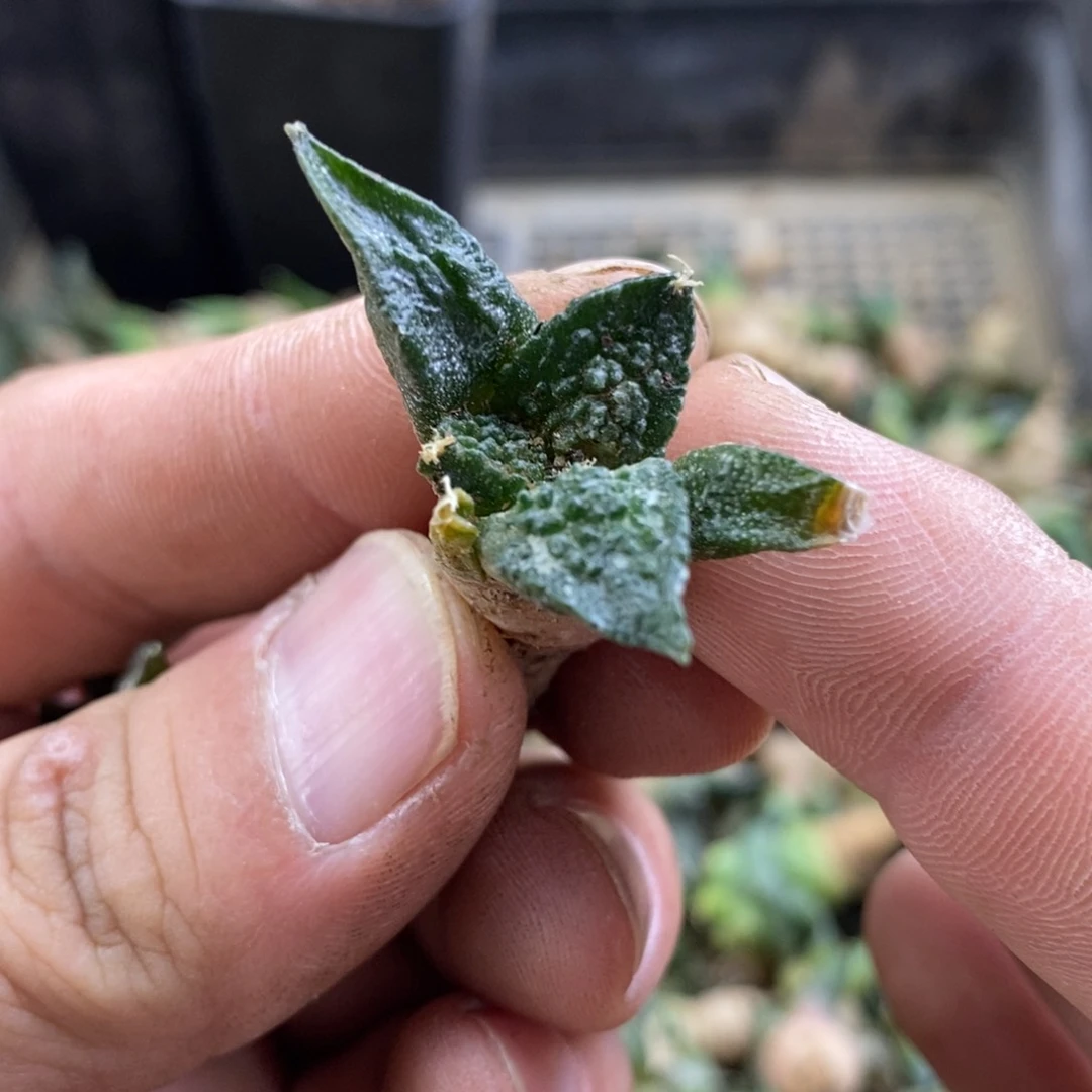 8️⃣*无刺仙人球开花