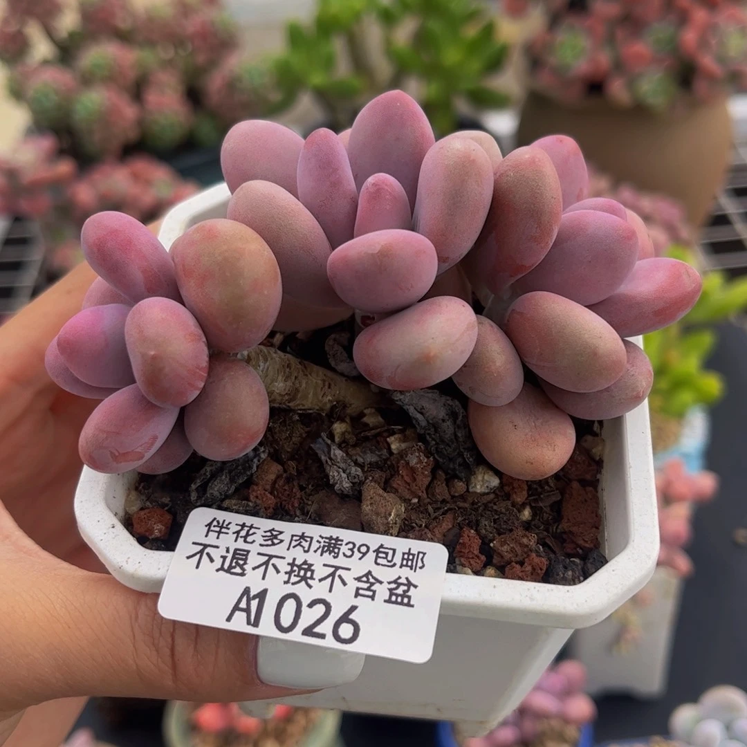 026-腰子桃蛋多肉8cm