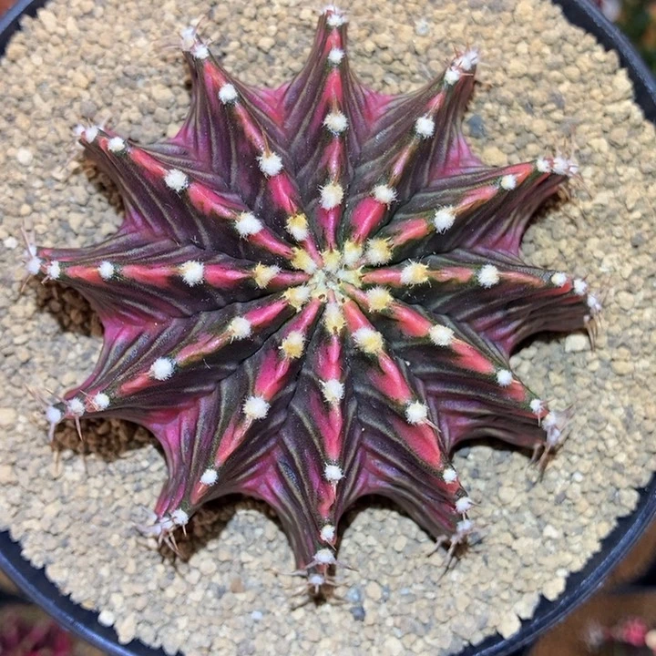 12棱肋骨锦 米哈仙人球