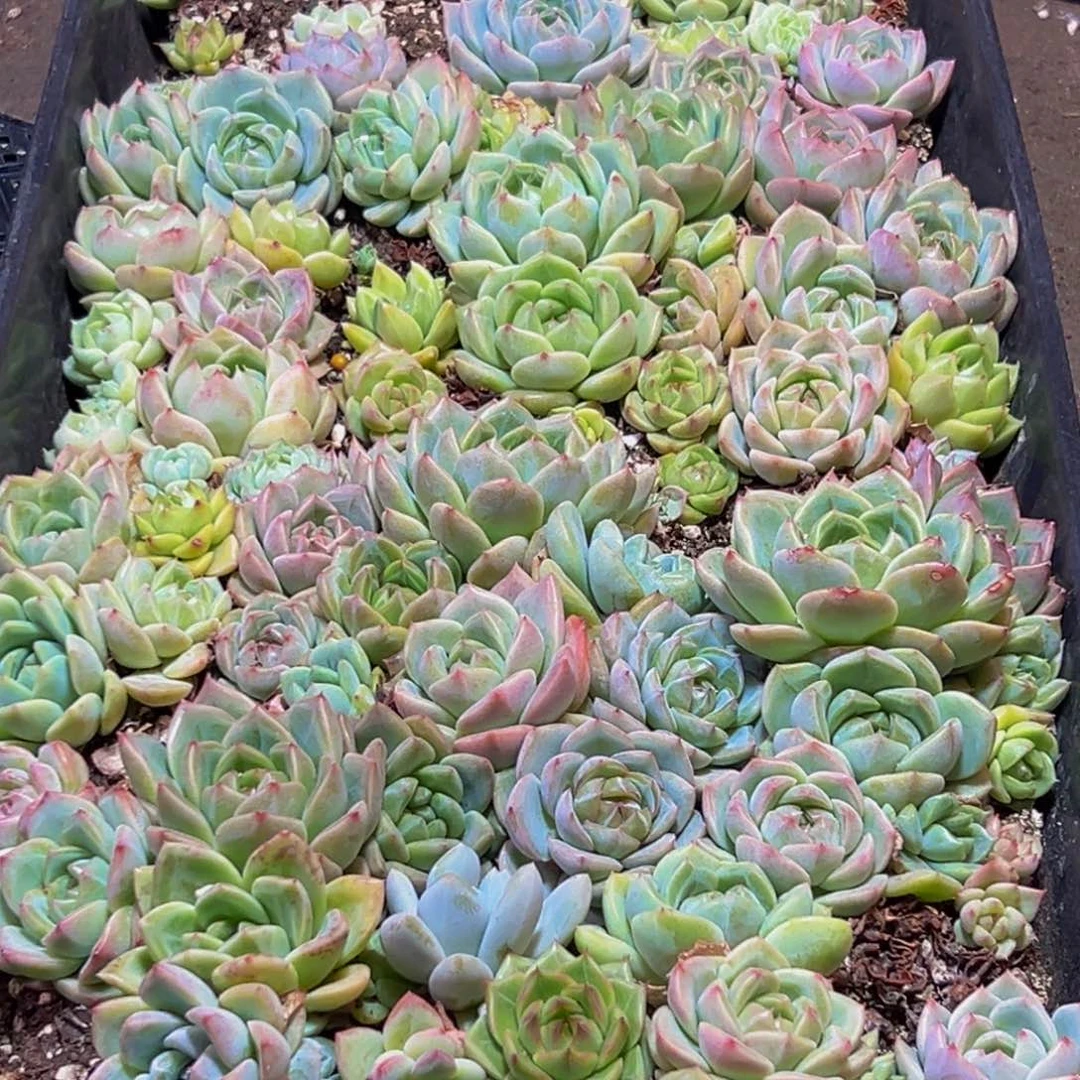 446的人则在此基础之上发展