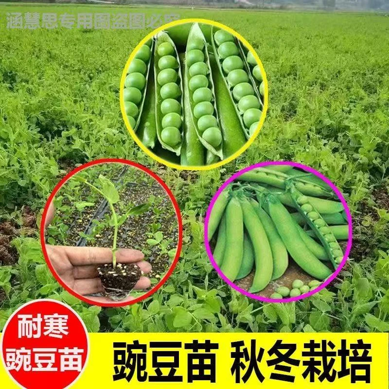 正品豌豆秧苗带土发货四季高产连续多次采摘当季豌豆苗种秋冬蔬菜