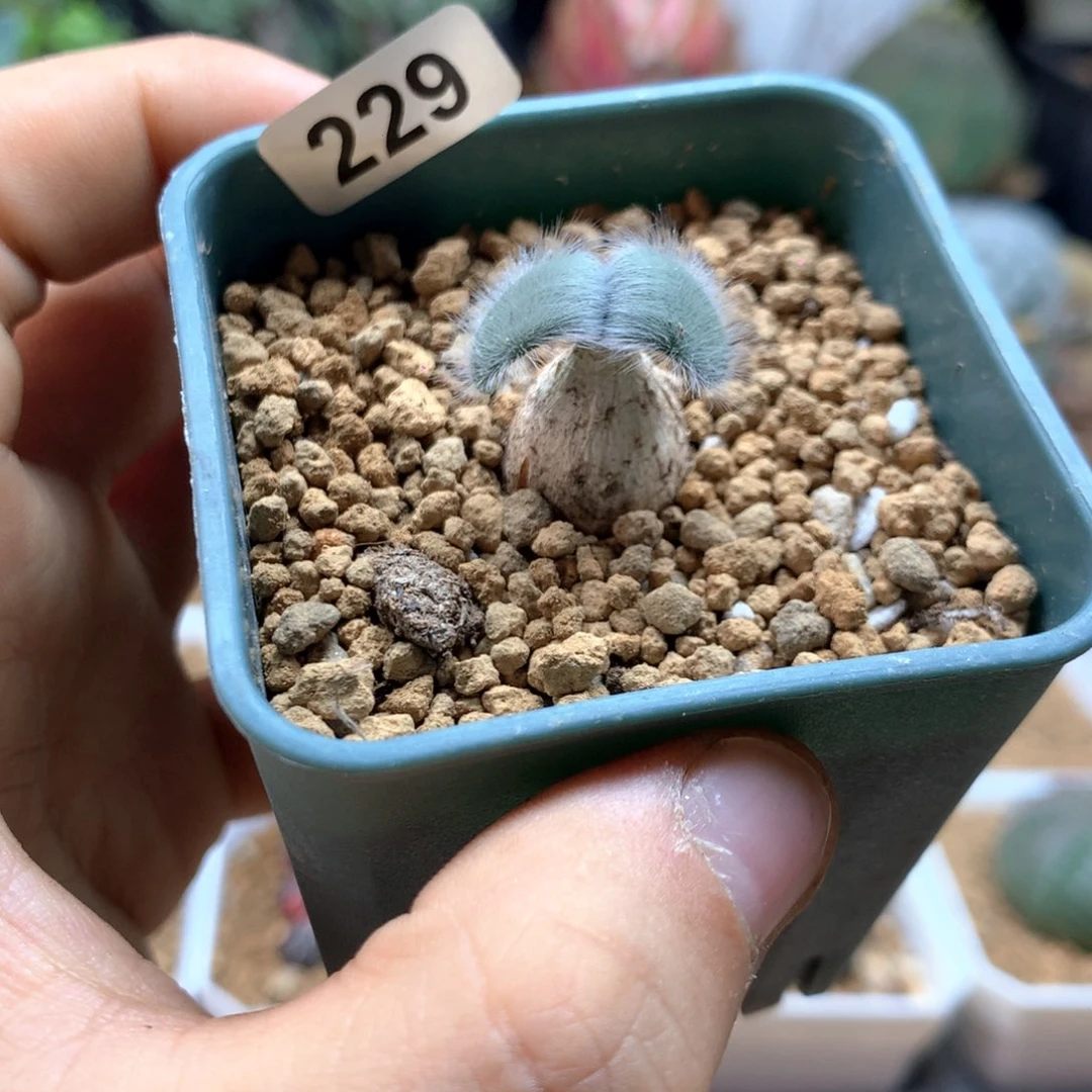 毛叶石蒜多肉带盆229