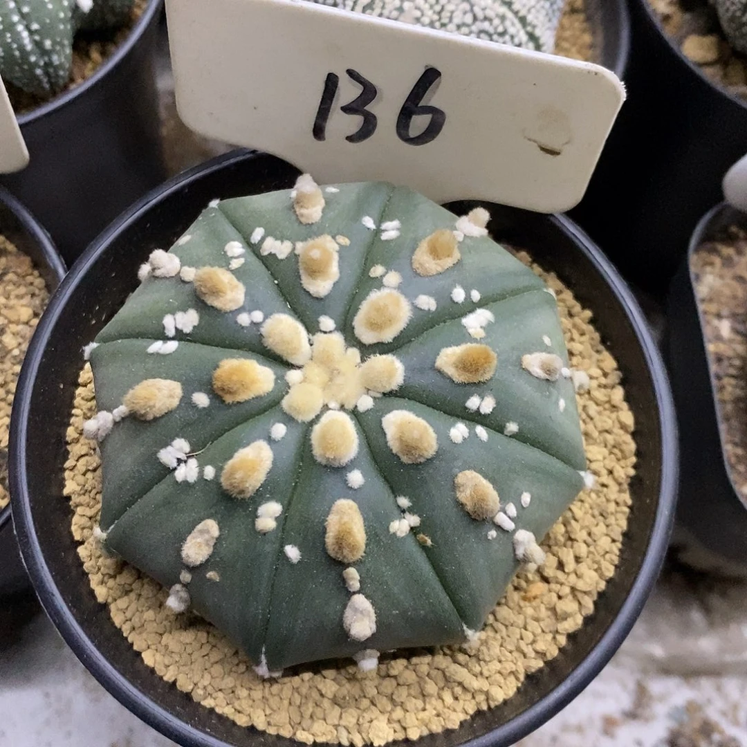 136特价咯饿自己特价