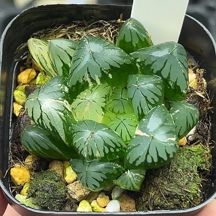 36大窗水晶灯玉露锦
