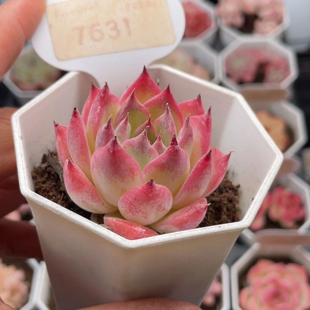 吉娃娃7631-4.5厘米