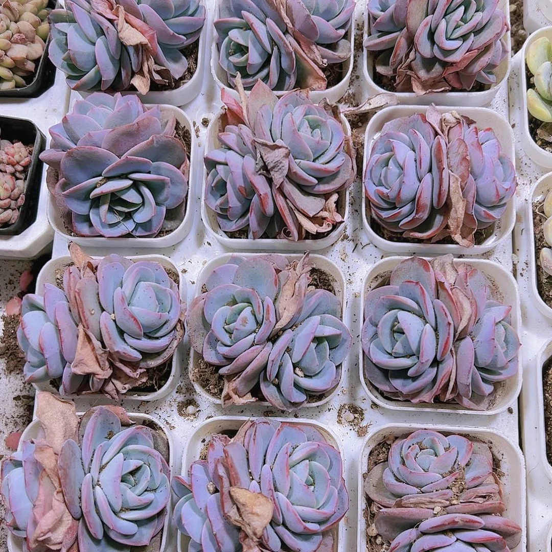 双头布鲁兰19包邮