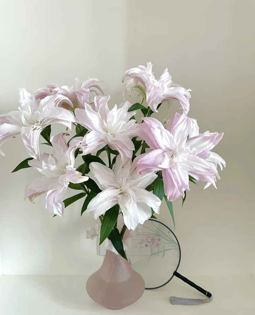 莲花皇后  粉色重瓣百合