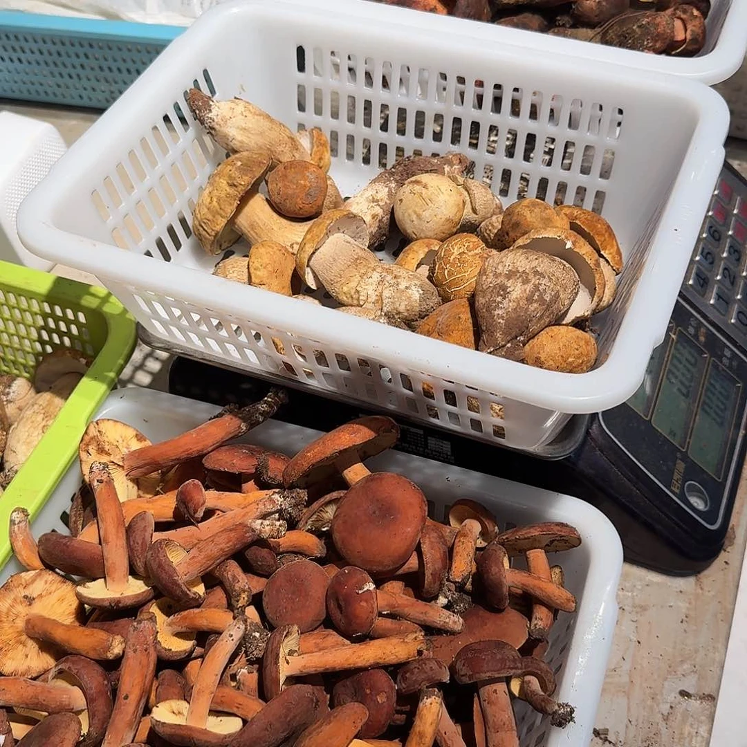 麻***贰青头菌中国大陆菌子