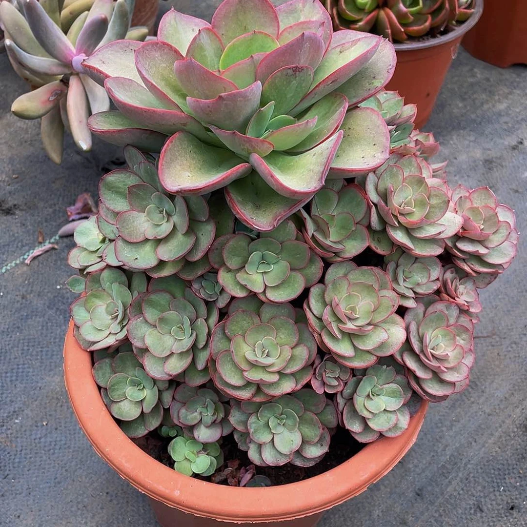 @***姐秀岩多肉植物中群