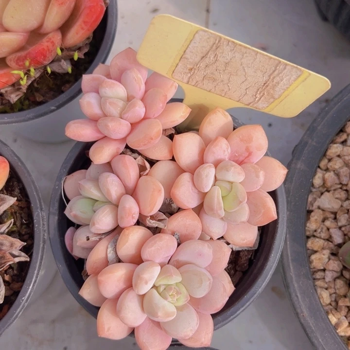 健健康康平平安安