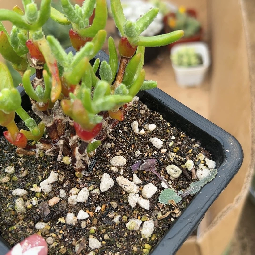 多肉植物短兔儿枝干