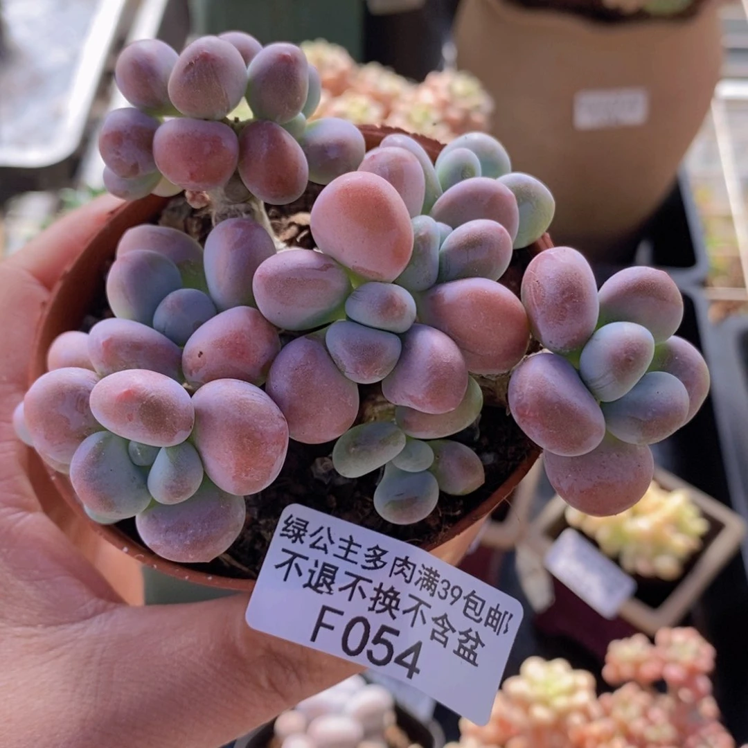 香水洛神老桩8cm054多肉植物