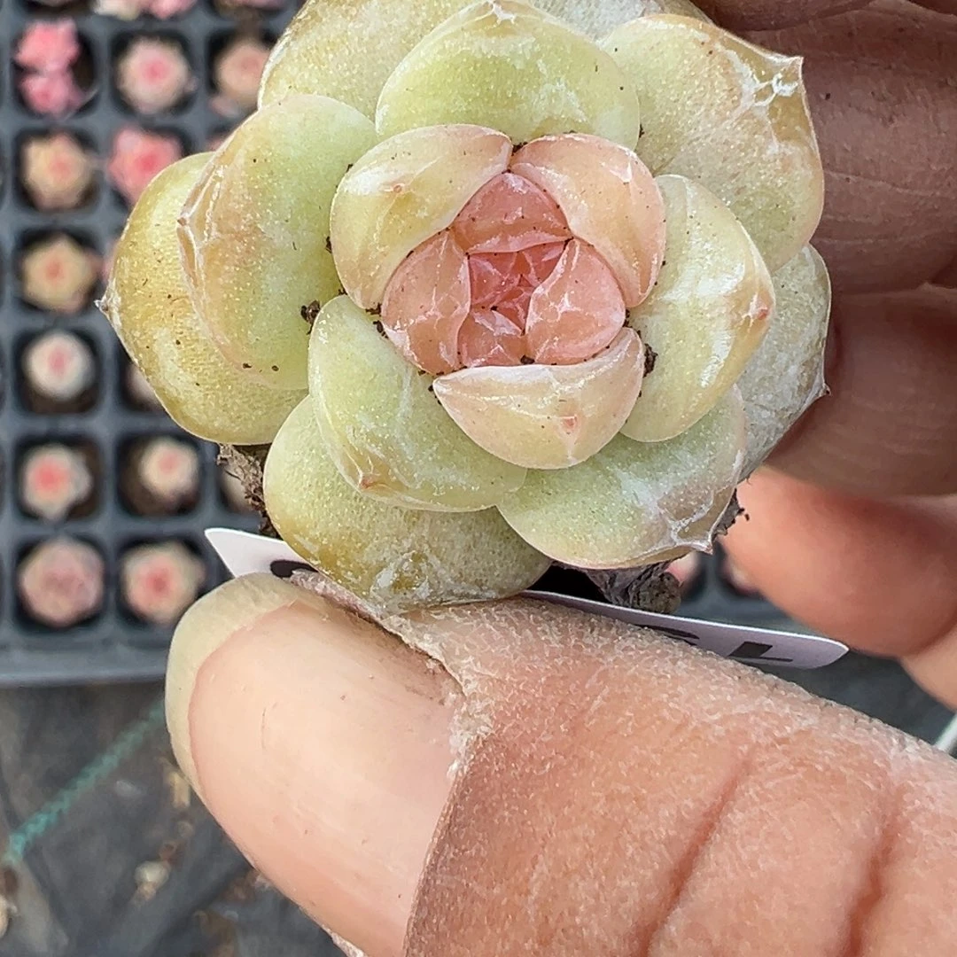 小卡拉米糖心一物一拍19-110