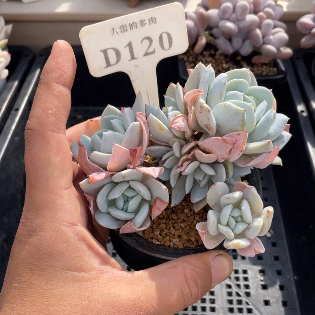 120雪特不带盆11厘米