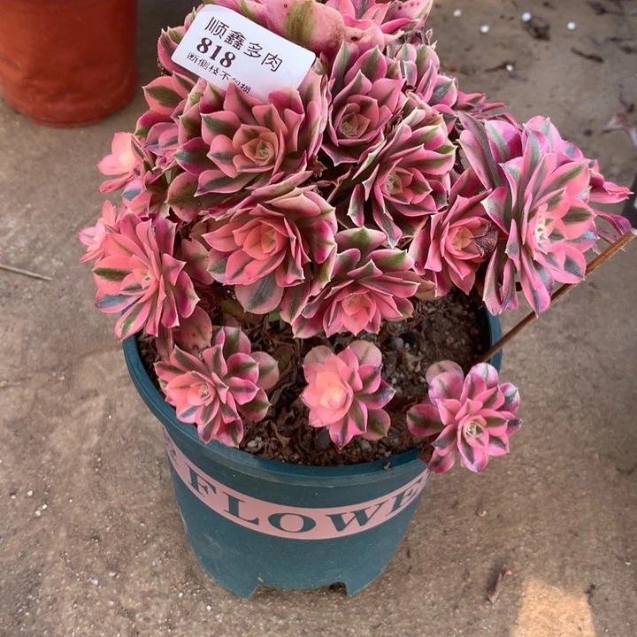 818粉女巫多肉植物特价