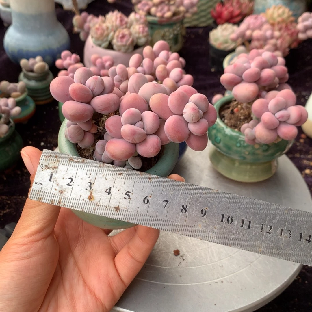 67号带盆偏远地区不包邮的