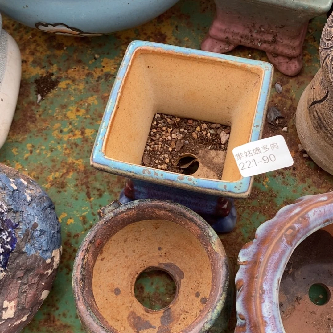 红陶奥**母90号多肉盆一个呀