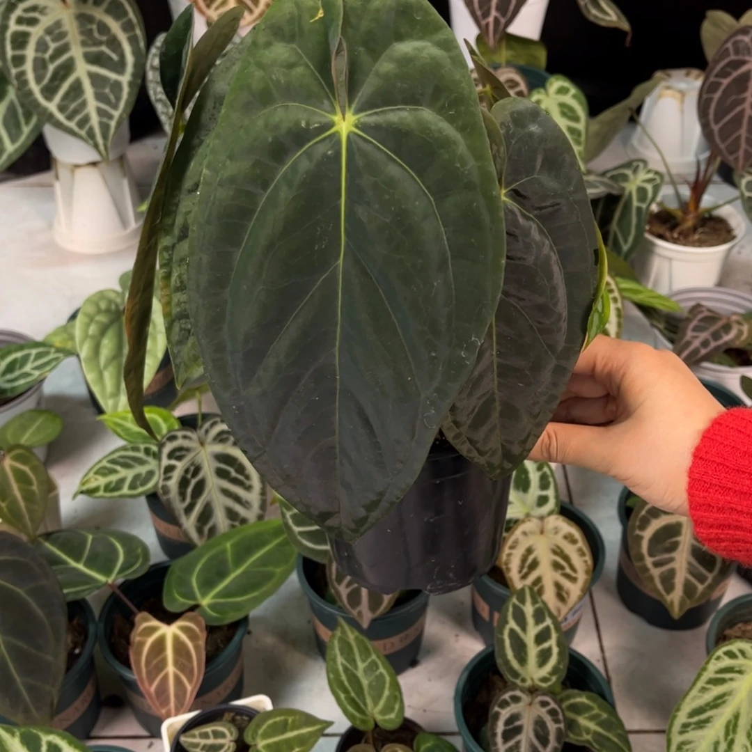 无花朵024 加通湖